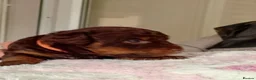 Jackapoo dogs for sale: F1b jackapoo puppies - Advert 6