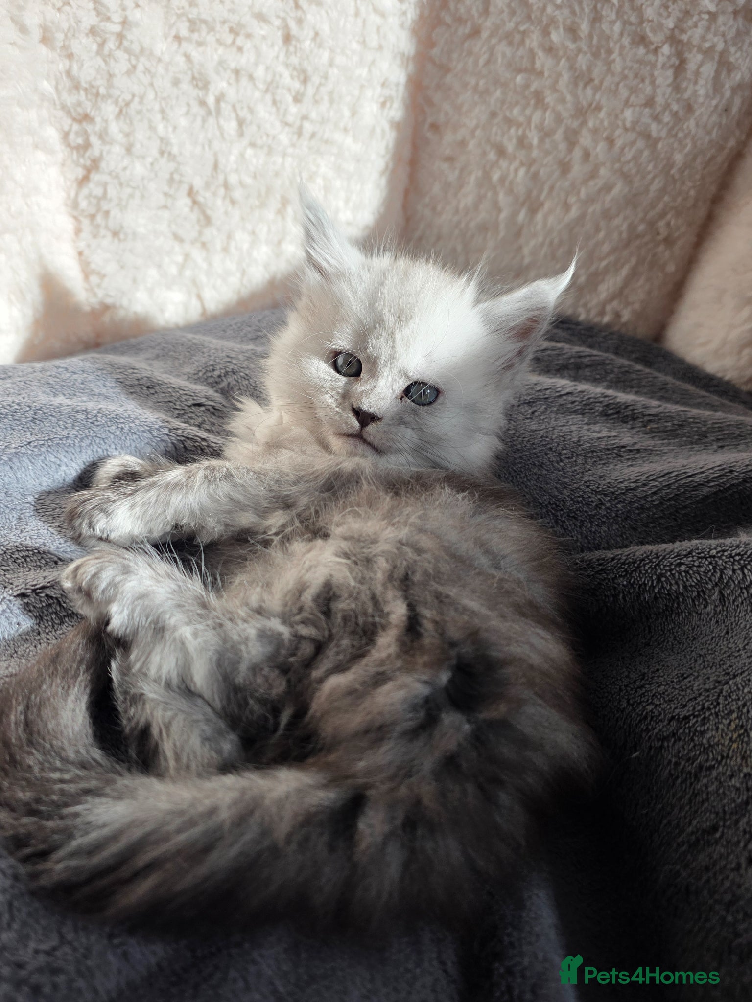 Maine Coon cats  Maine Coon Kittens Looking for Loving Homes!   - Advert 1