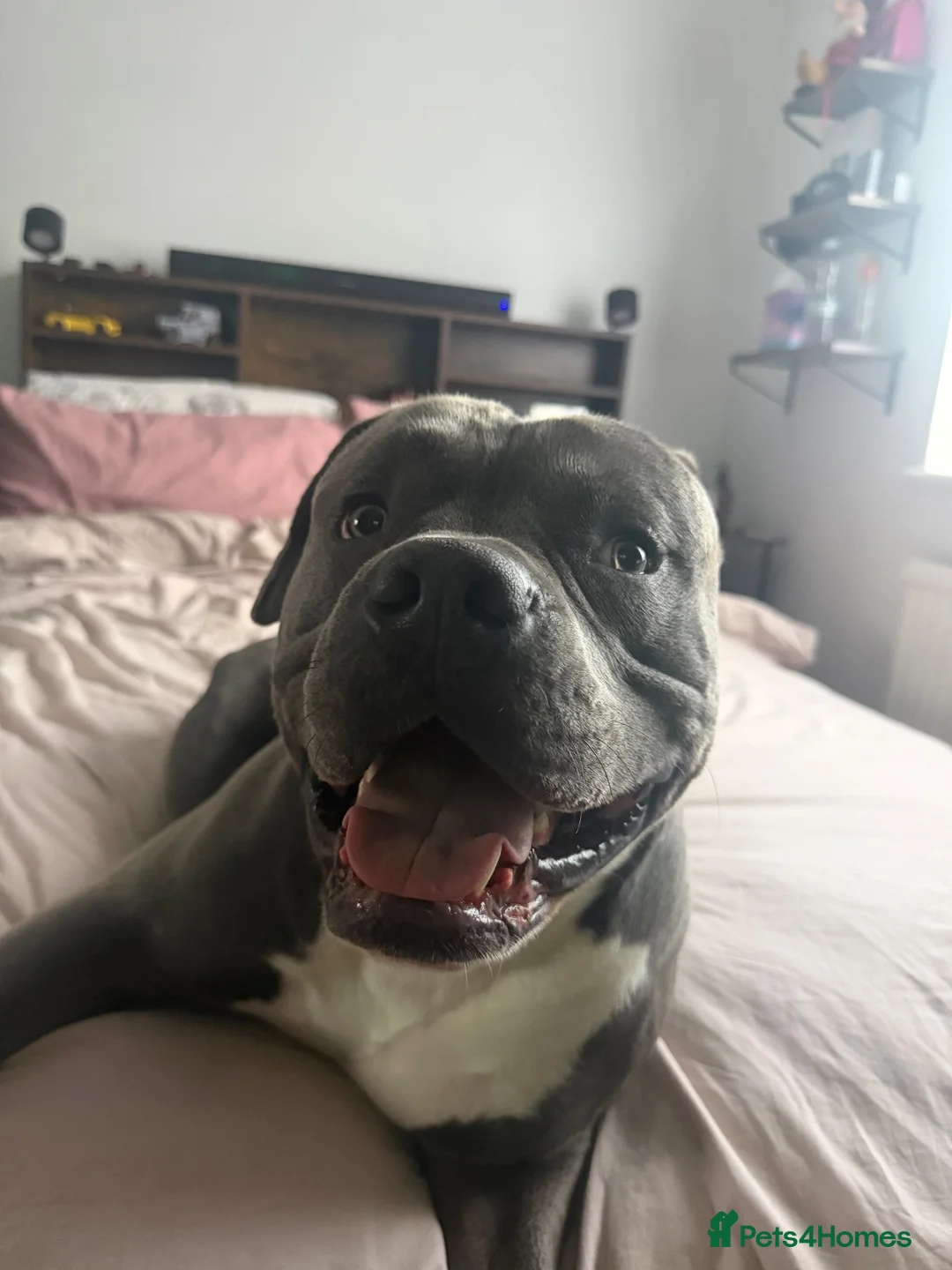 American Bull Staffy dogs for stud: American  - Advert 5