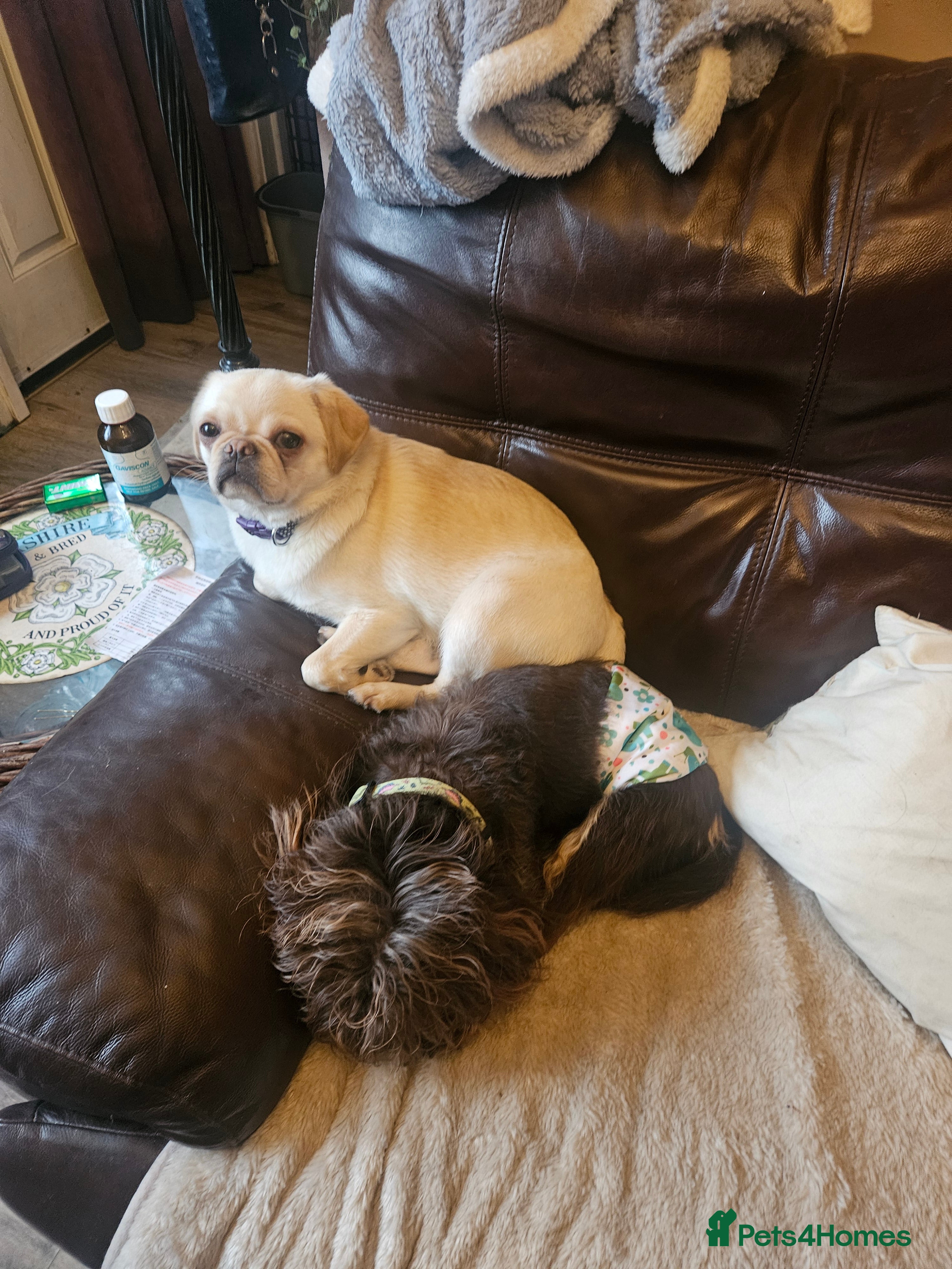 Pug dogs Young pug bitch - Advert 5