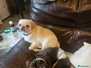 Pug dogs Young pug bitch - Advert 5