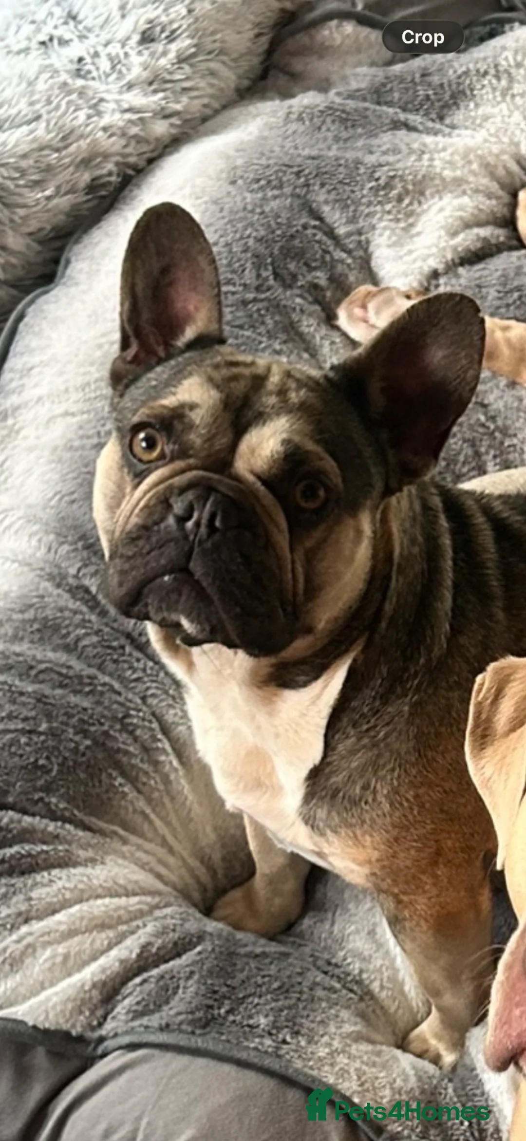 French Bulldog dogs for sale: French bulldog - Advert 2