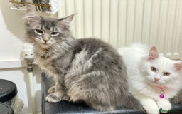 Maine Coon cats for sale: Maine Coon Kittens Ready for Their Forever Homes - Advert 15