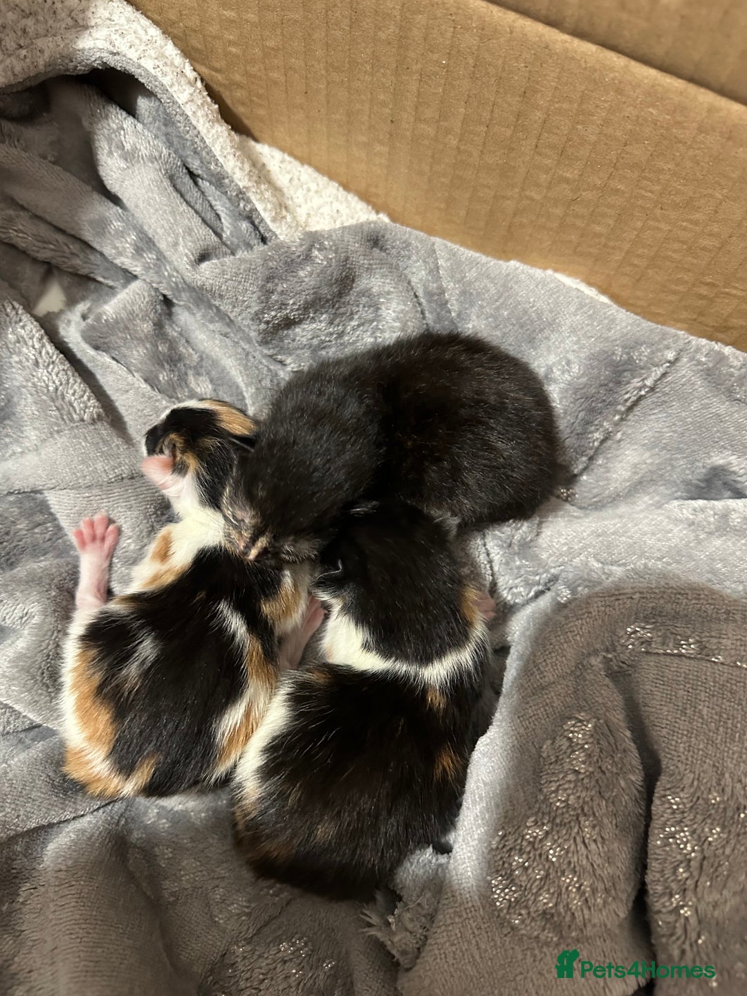 Norwegian Forest Cat cats for sale: Kittens for sale  - Image 6