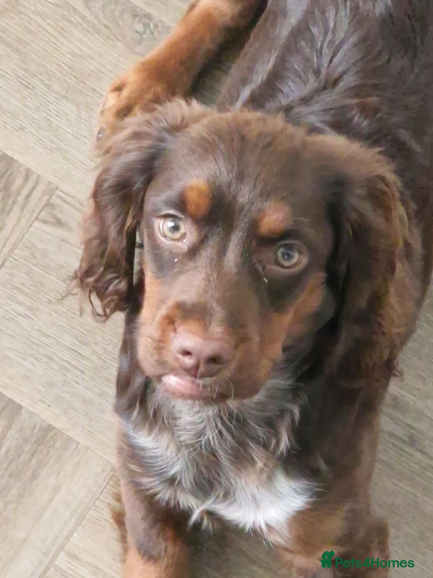 Cocker Spaniel dogs Cocker Spaniel - Advert 1