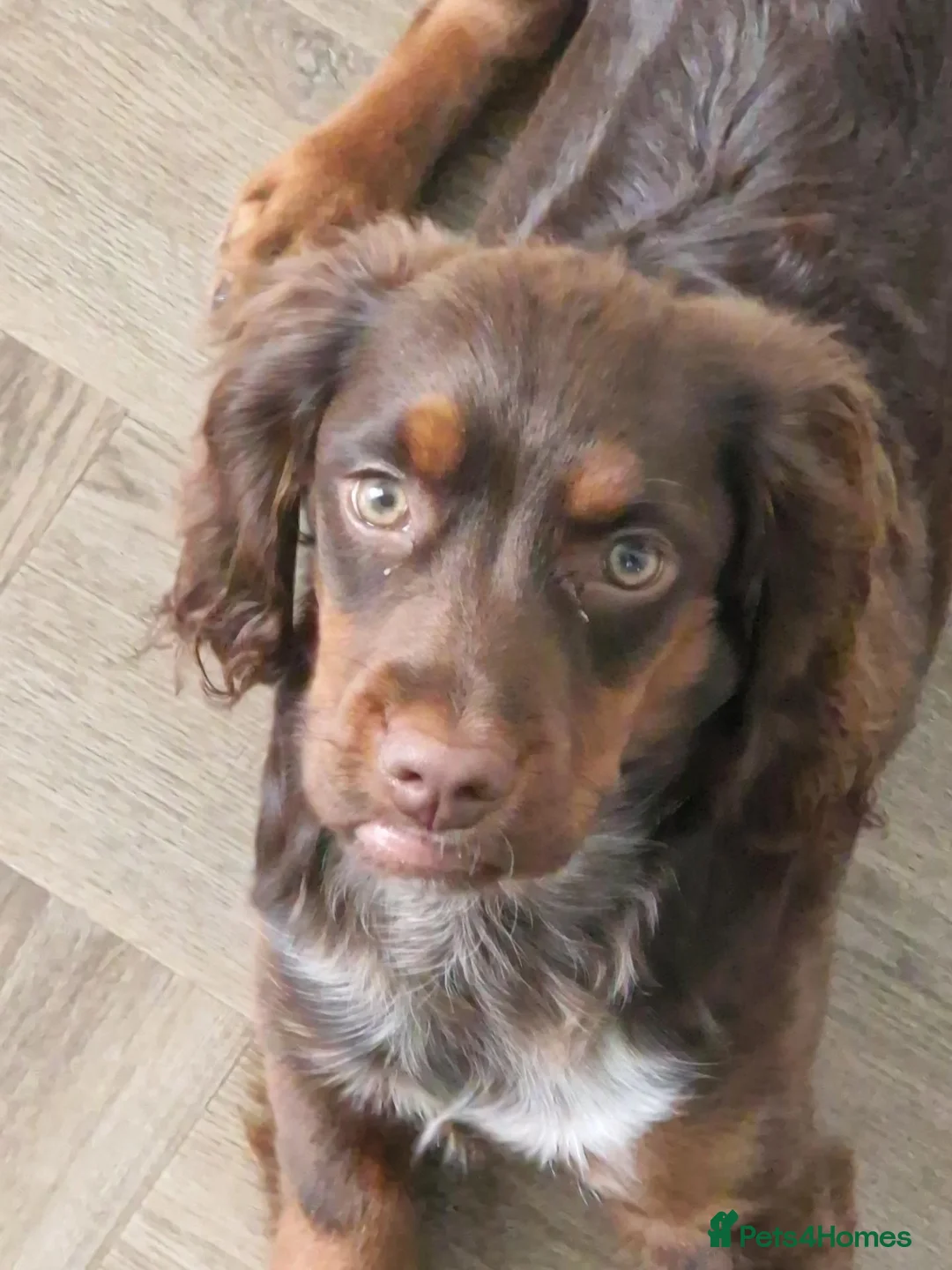 Cocker Spaniel dogs for sale: Cocker Spaniel - Advert 1
