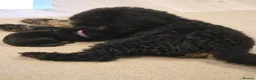 Rottweiler dogs for sale: Stunning KC Registered German Rottweilers - Advert 4