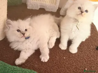 Ragdoll cats Last two tica reg ragdoll kittens left - Advert 12