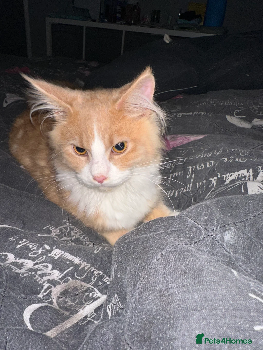 Maine Coon cats for sale: Xl mainecoon kittens full breed non reg  - Advert 17