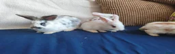 Mixed Breed rabbits for sale: CUTE FRIENDLY BUNNIES READY FOR FOREVER HOMES - Advert 7