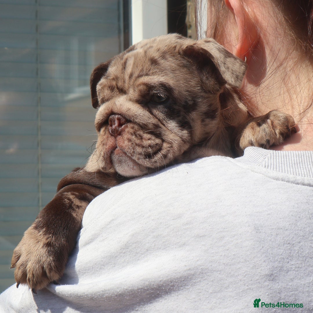 English Bulldog dogs for sale: Bettie & 007 babies short compact   - Image 13
