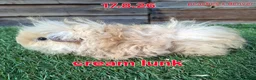 Guinea Pig rodents for sale: Female lunkarya and alpaca guinea pig girls - Advert 3