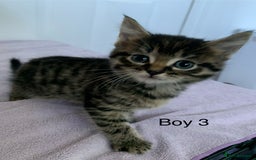 Mixed Breed cats for sale: 5 Male kittens ready for new homes - Image 5