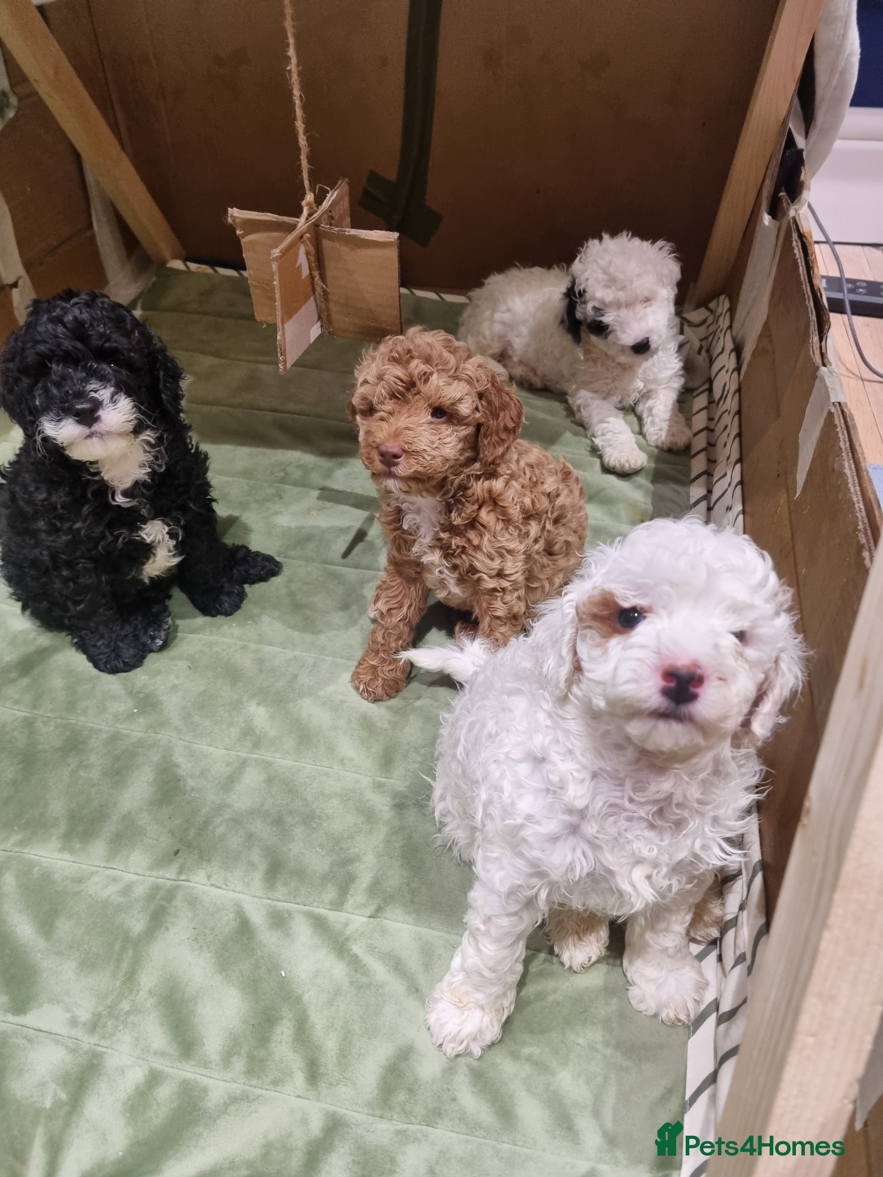 Toy Poodle dogs Toy poodle, merle premium, home raised, socialised - Advert 17