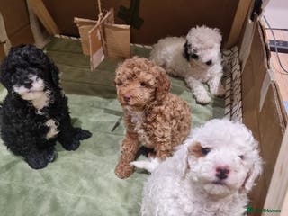 Toy Poodle dogs Toy poodle, merle premium, home raised, socialised - Advert 11