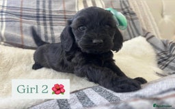Cockapoo dogs for sale:  🐾SHOW TYPE F1 COCKAPOO PUPPIES 4 BOYS 2 GIRLS 🐾 - Image 16