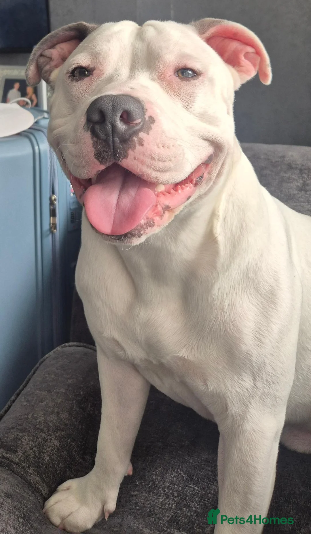 Staffordshire Bull Terrier dogs for stud: Staffordshire bull terrier for stud in Sunderland - Advert 2