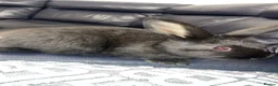 New Zealand rabbits for sale: Pure New Zealand - Advert 9