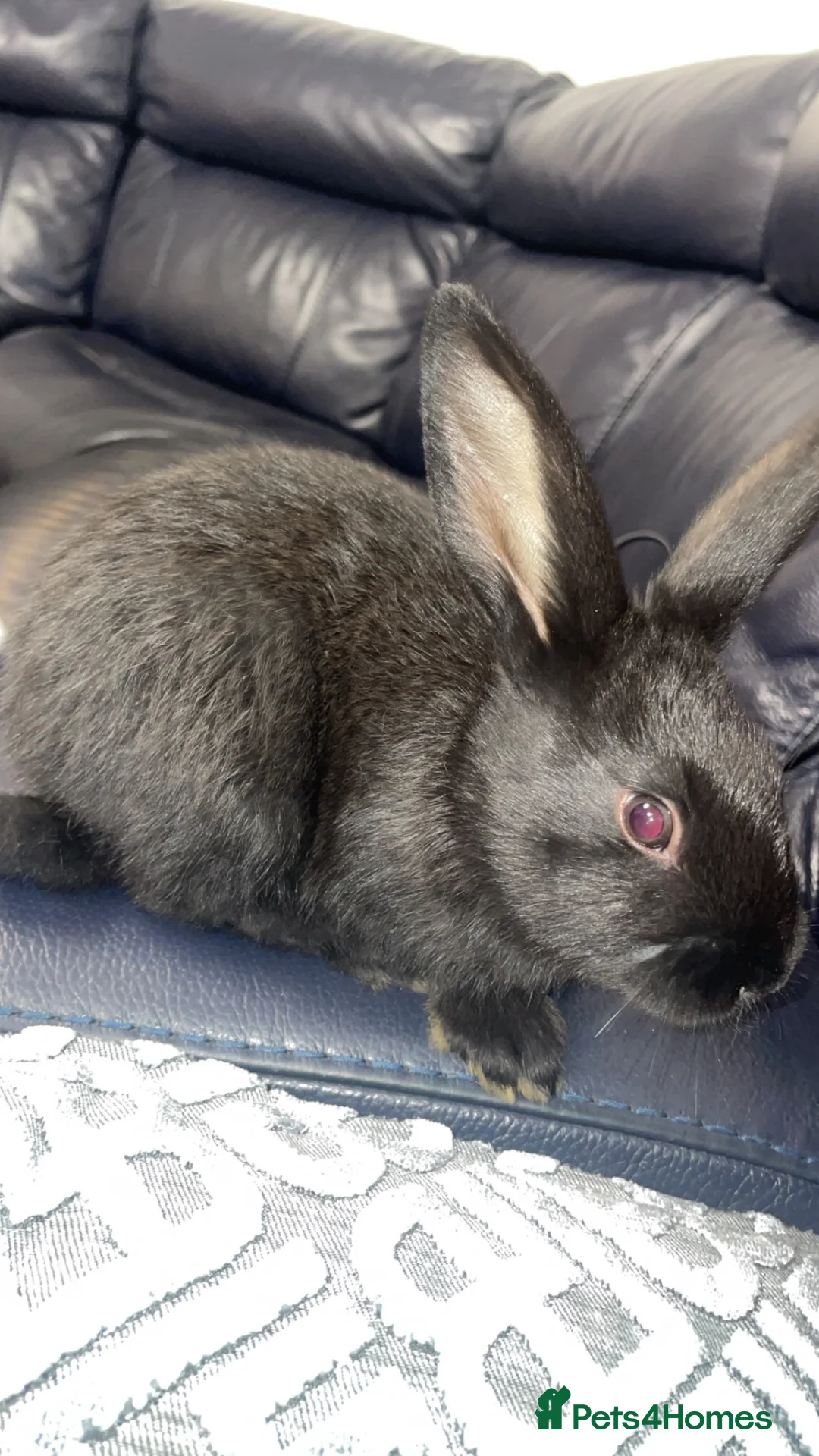 New Zealand rabbits for sale: Pure New Zealand - Advert 9