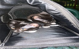 Domestic Shorthair cats for sale: Super affectionate male and female siblings  - Image 8