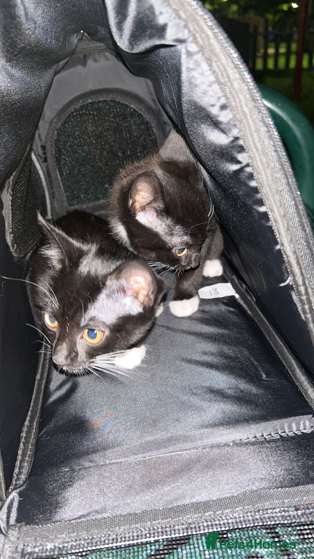 Domestic Shorthair cats for sale: Super affectionate male and female siblings  - Image 8