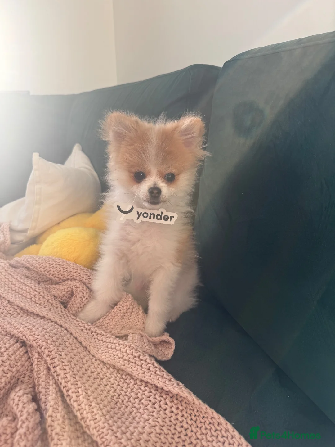 Pomeranian dogs for sale: Pomeranian male  **  size  in London - Advert 2
