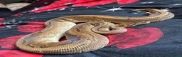 Python Snake reptiles for sale: Royal python collection  - Advert 3