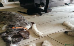 Mixed Breed cats for sale: Gorgeous Part BSH kittens ready to go now - Image 4
