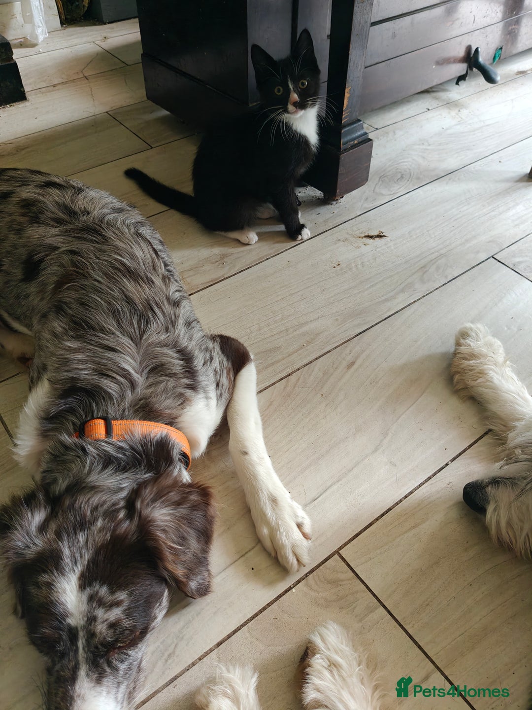 Mixed Breed cats for sale: Gorgeous Part BSH kittens ready to go now - Image 4