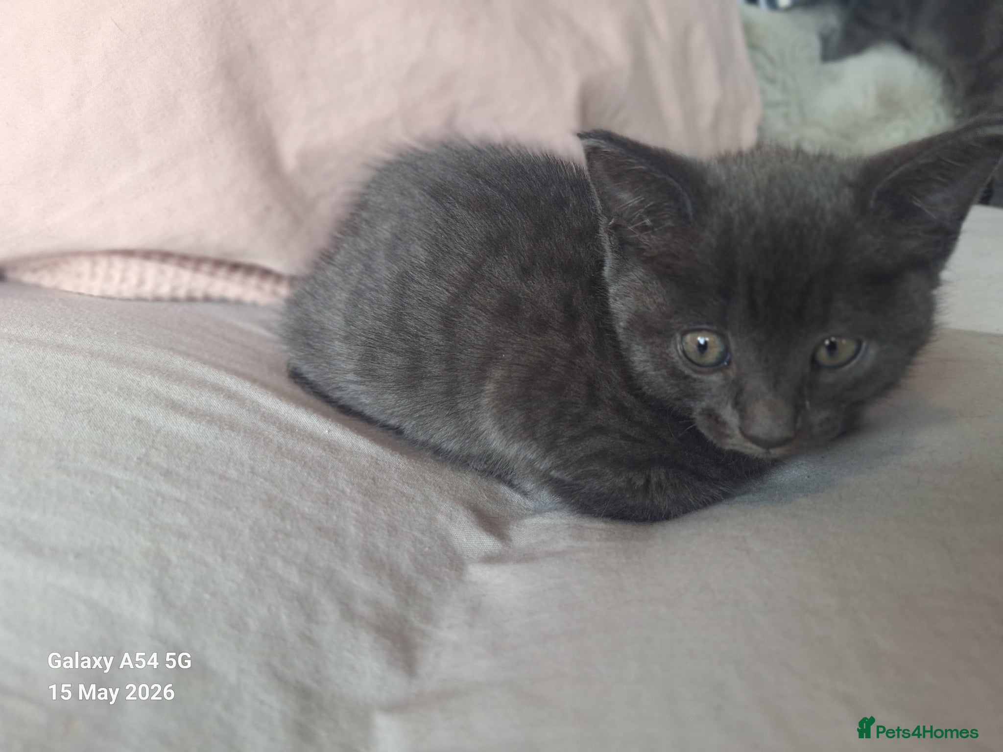 British Shorthair cats for sale: 2 lovely female kittens  - Advert 8