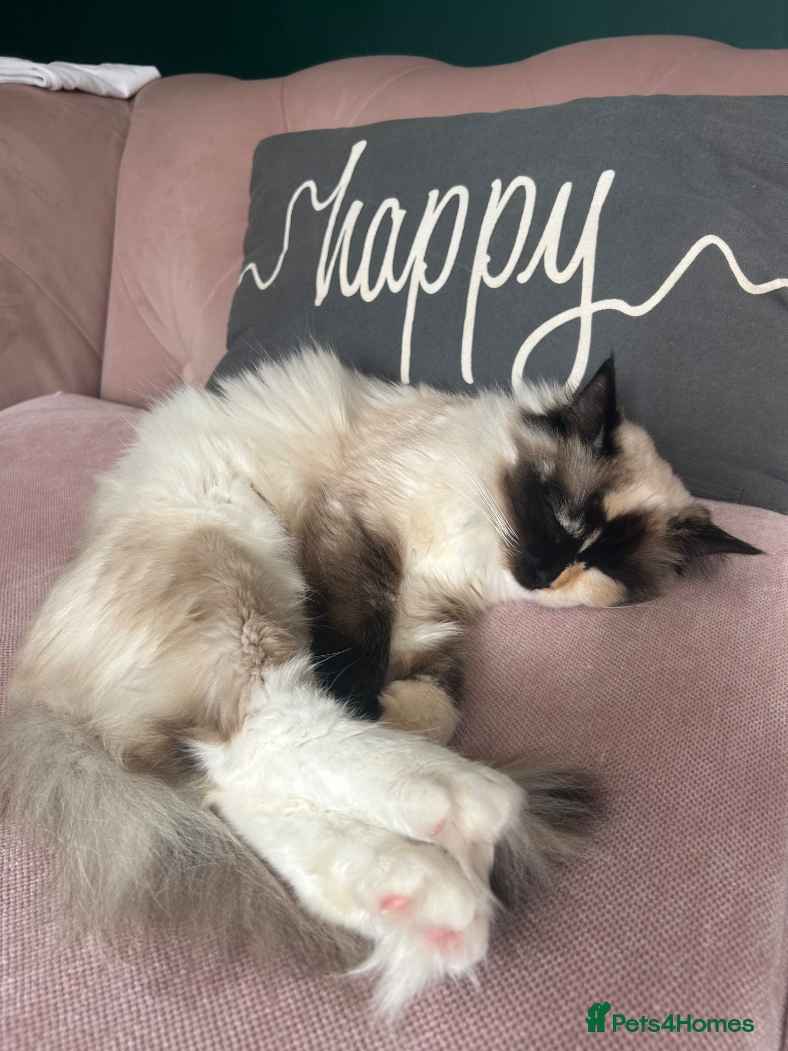 Ragdoll cats for sale: Blue eyed female Ragdoll for sale!  - Advert 4
