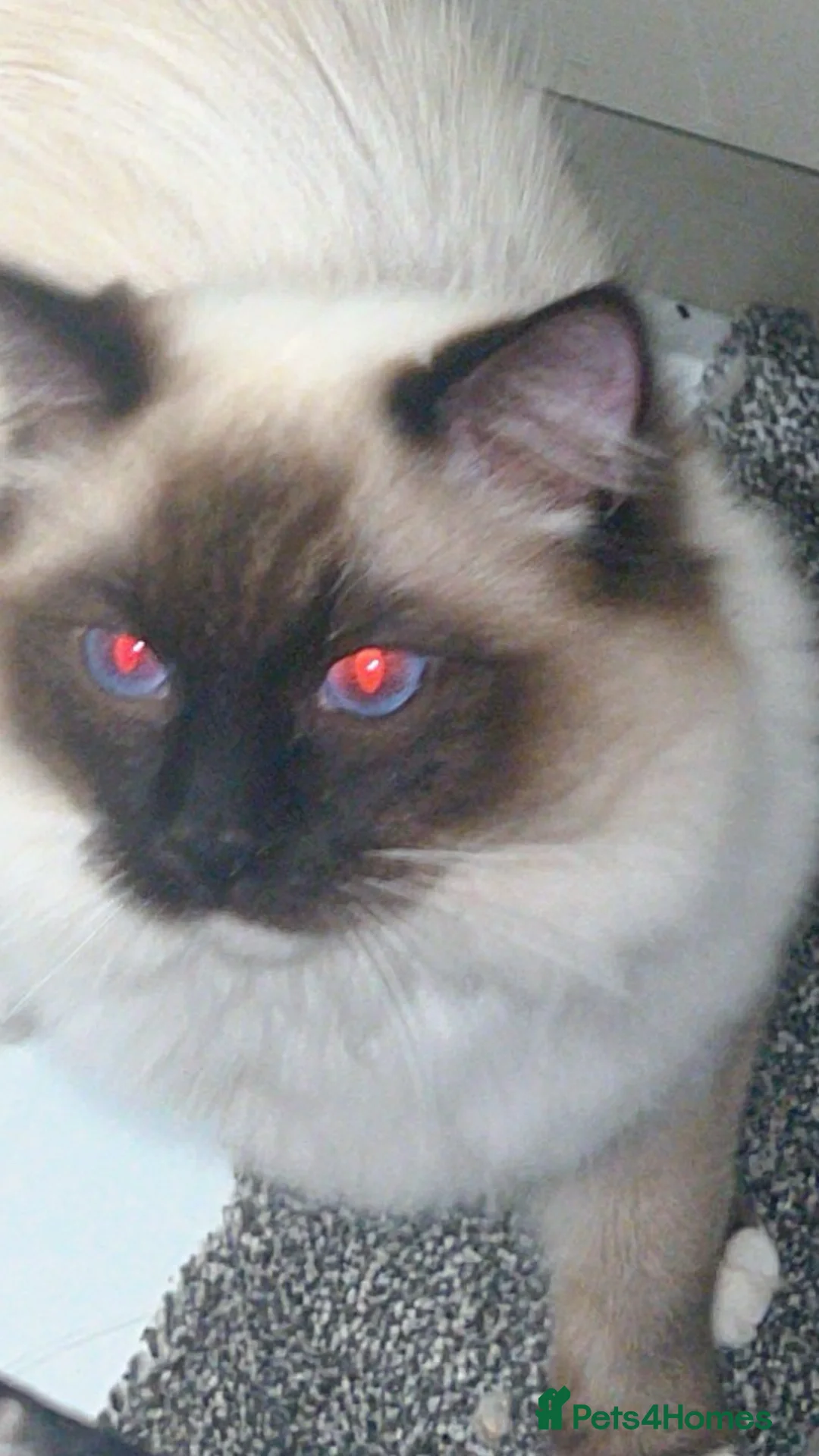 Ragdoll cats for stud: Bright blue eye ragdoll stud only special offer 💥 - Advert 2