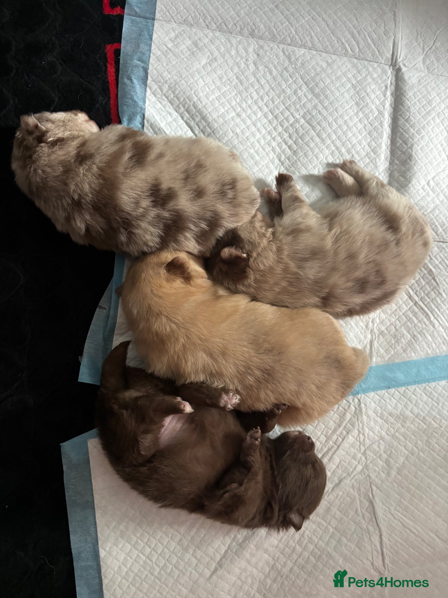 Pomeranian dogs Puppy’s ready in 5 weeks  - Advert 11