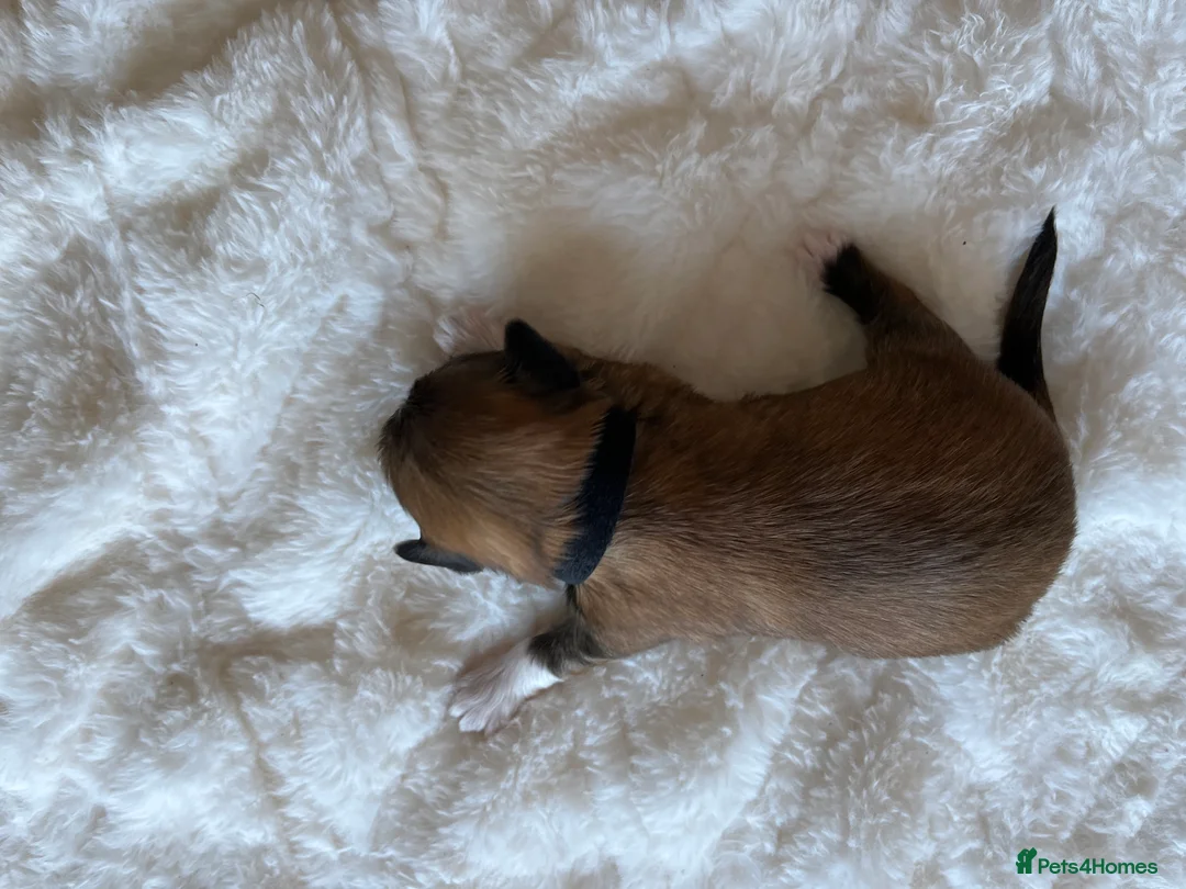 Lhasa Apso dogs for sale: Lhasa apso puppies for sale 🐶🐶🐶 - Advert 29