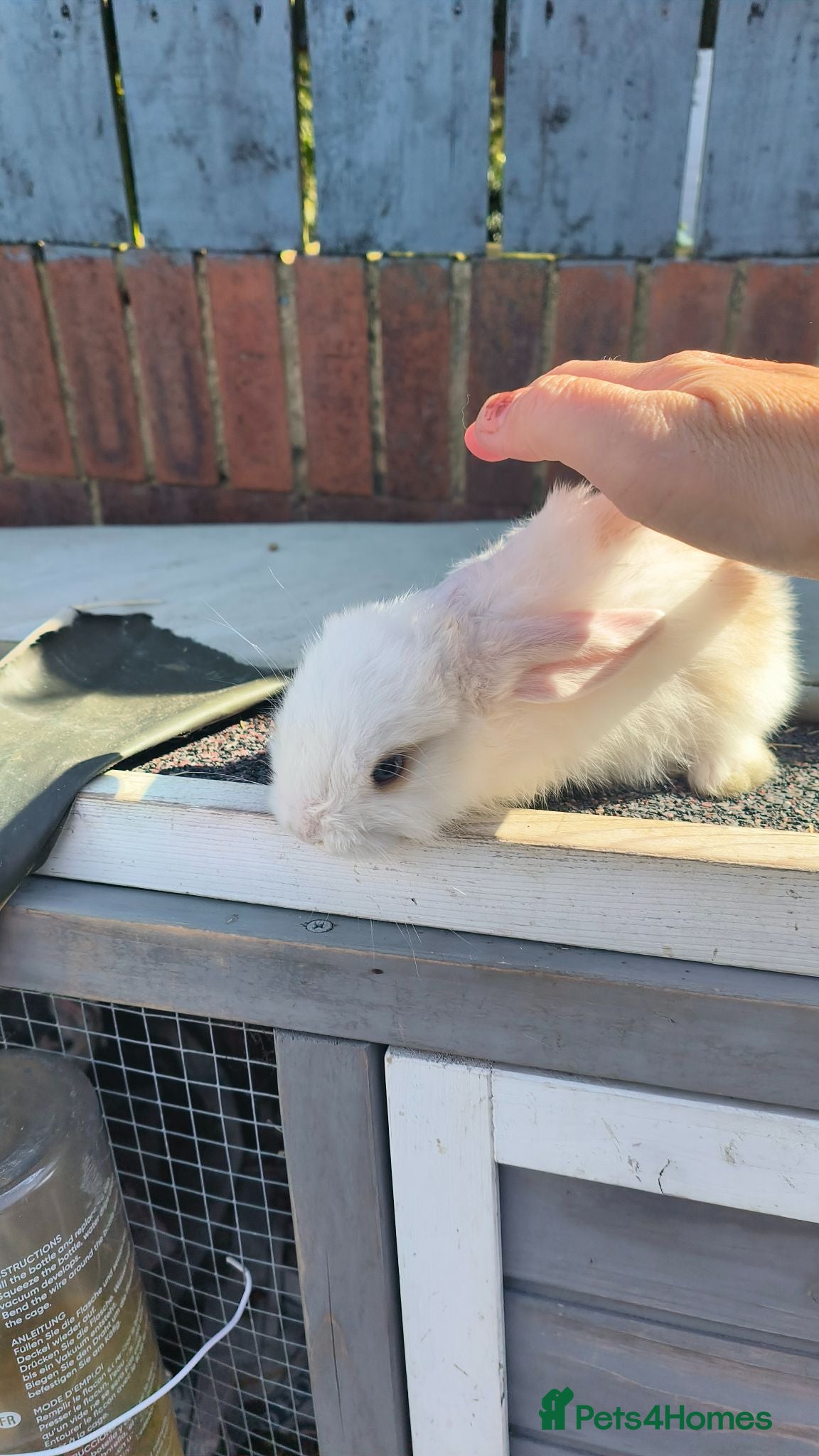 Mini Lop rabbits three mini lop bucks - Advert 14