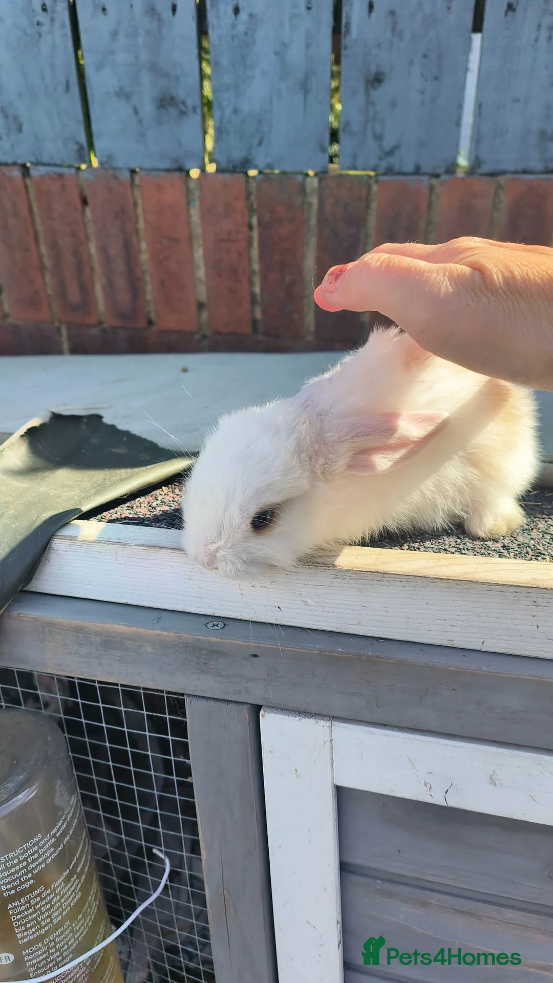 Mini Lop rabbits for sale: three mini lop bucks - Advert 2