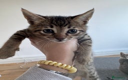Savannah cats for sale: Savannah cross kittens ❤️ ready to leave in 2 wks! - Image 7
