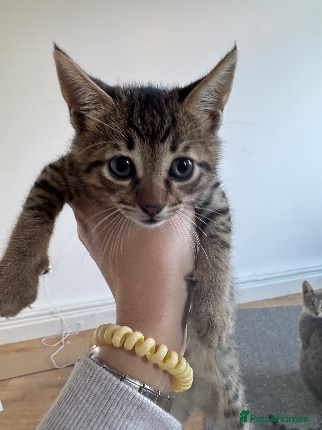 Savannah cats for sale: Savannah cross kittens ❤️ ready to leave in 2 wks! - Image 7