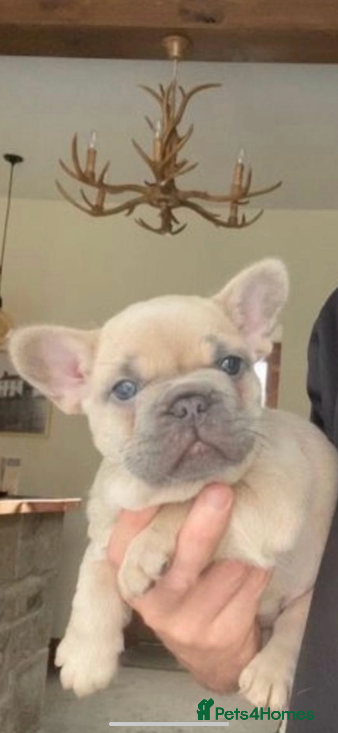 French Bulldog dogs for sale: FRENCH-BULLDOG LITTER  - Advert 6