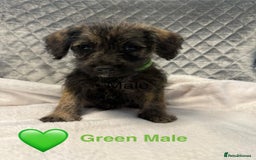 Schnoodle dogs for sale: Beautiful Schnoodle Puppies For Sale - Image 24