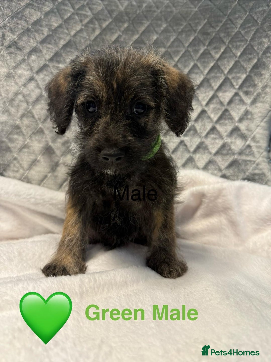 Schnoodle dogs for sale: Beautiful Schnoodle Puppies For Sale - Image 24