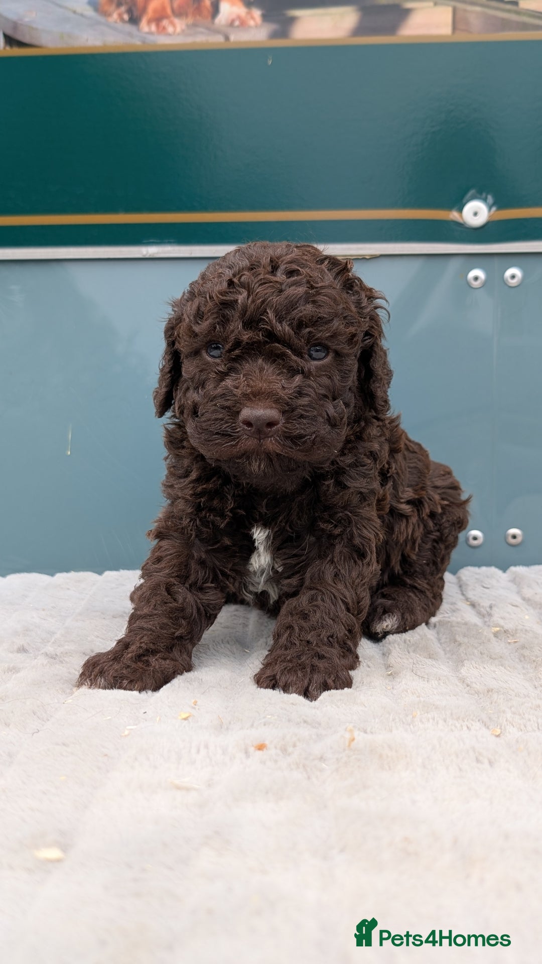 Lagotto Romagnolo dogs for sale: Brilliant litter of Lagotto  in Lockerbie - Image 8