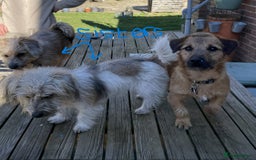 Jack Russell dogs for stud: Jack Russell for stud - Image 6