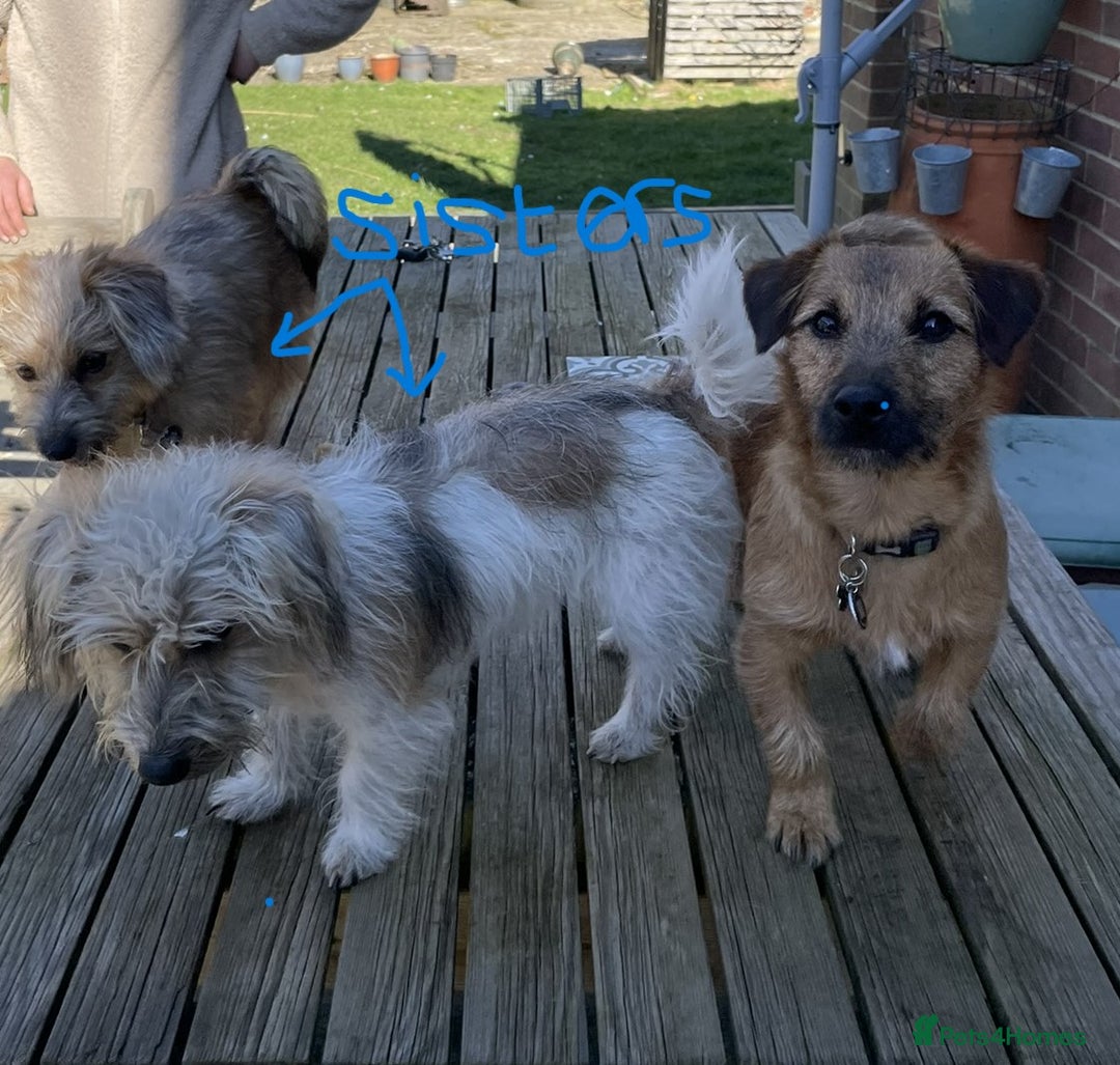 Jack Russell dogs for stud: Jack Russell for stud - Image 6