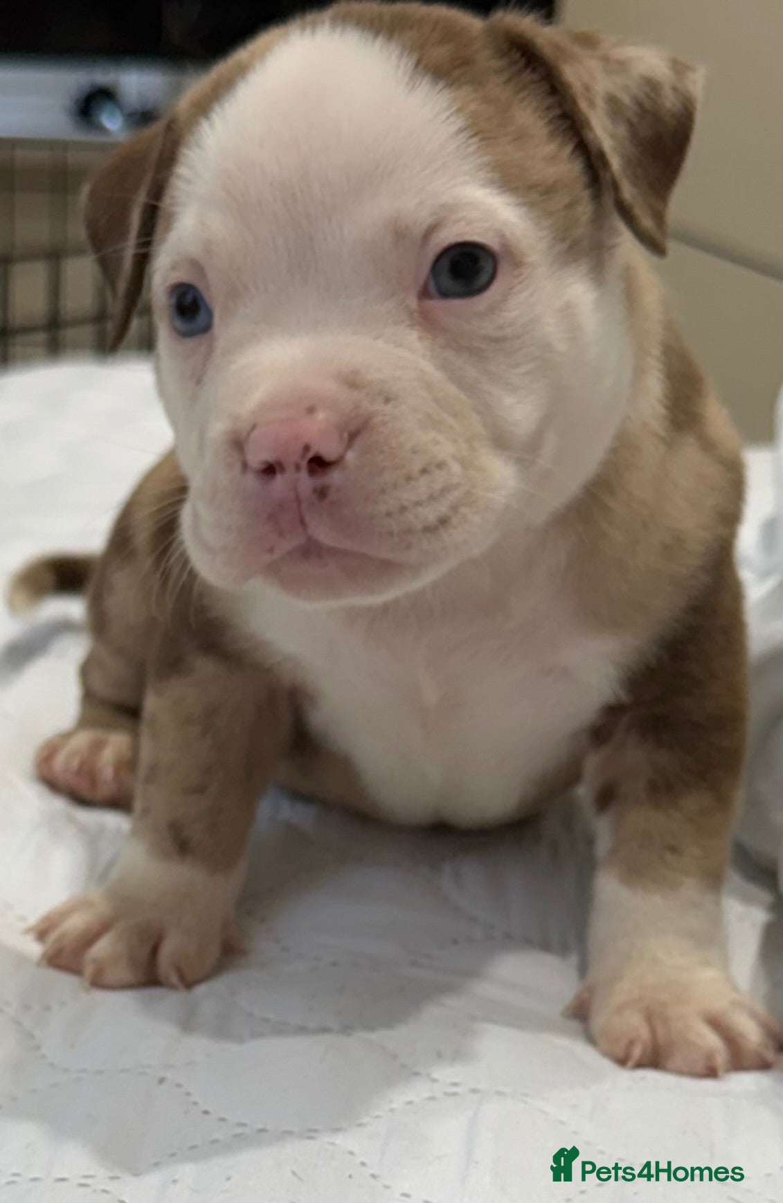 American Bully dogs Stunning Pocket Bully pups 4Left  - Advert 17