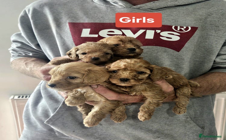 Cavapoo dogs - Advert 4