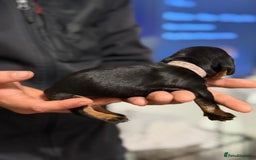 Miniature Dachshund dogs for sale: Minature dachshund puppies - Image 12