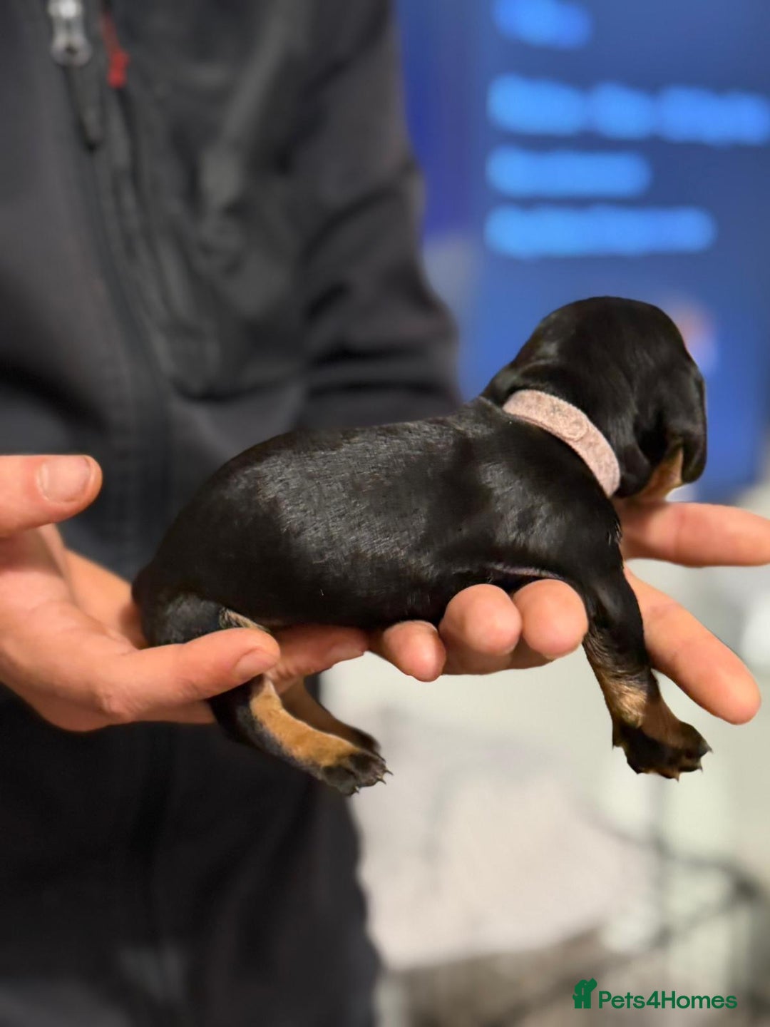 Miniature Dachshund dogs for sale: Minature dachshund puppies - Image 12