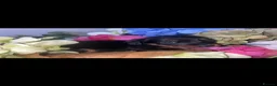 Miniature Dachshund dogs for sale: Wired dachund puppies  - Advert 22