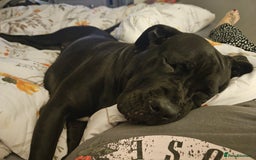 Cane Corso dogs for sale: 2yo cane corso  - Image 3